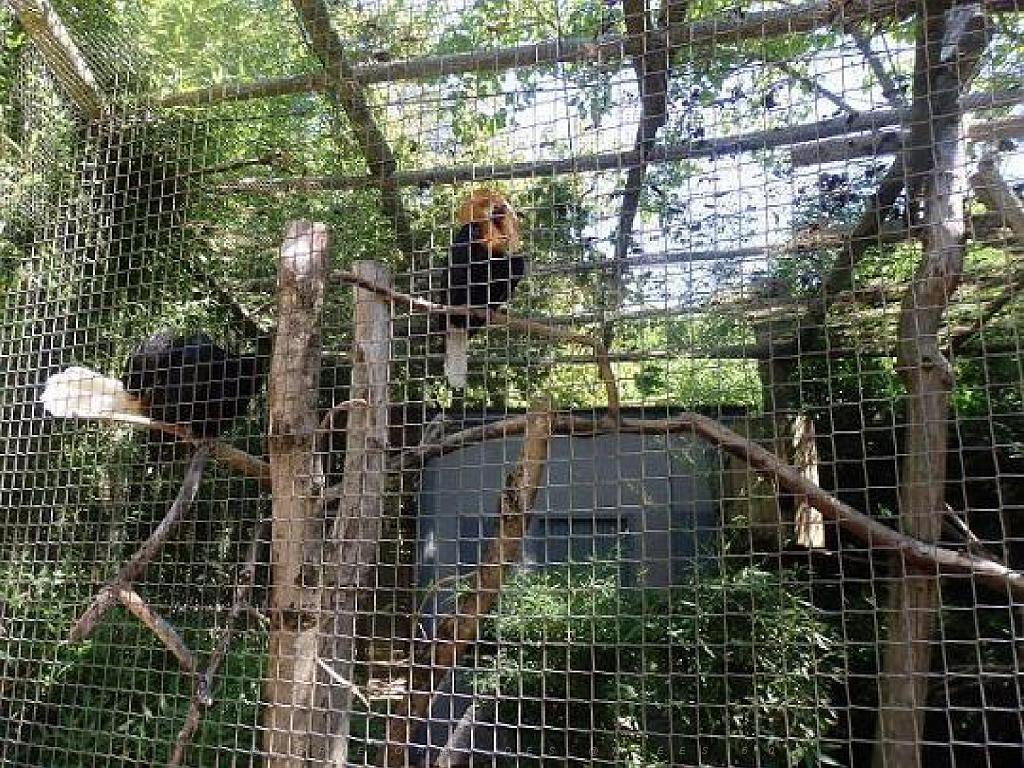 101PARC AUX OISEAUX DANS L AIN 2016 1_000043.jpg